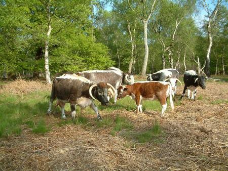 long horn cattle