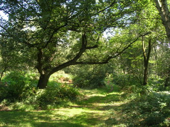 cockglode wood