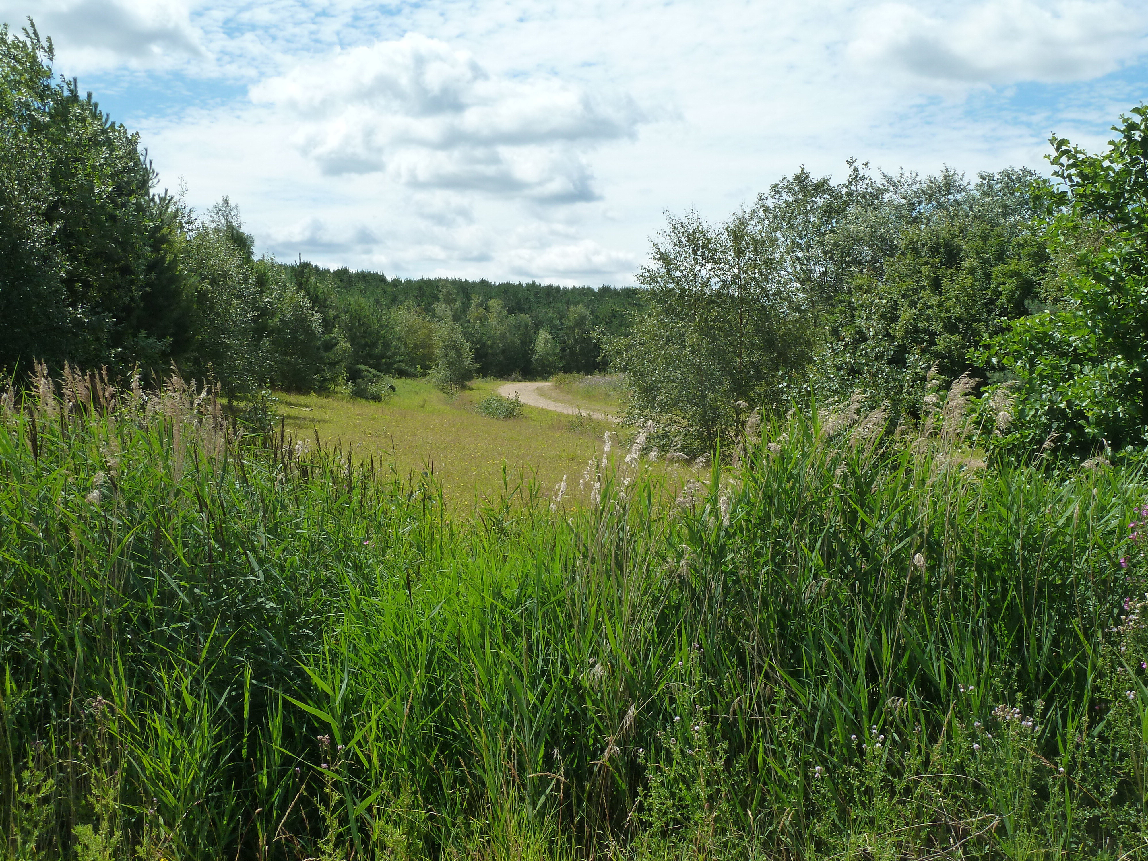 manton pit wood