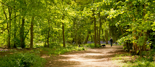 trees at rufford abbey country park