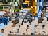 The search is on to name new forest-protecting robot dog