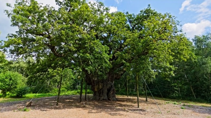 The Major Oak at Sherwood Forest in full leaf