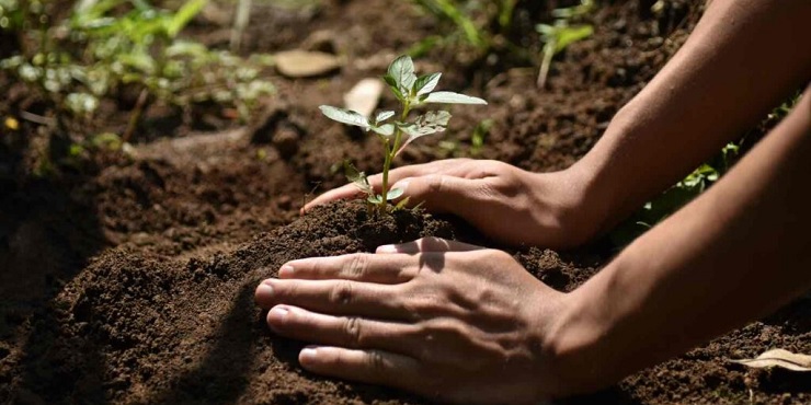 Planting a tree