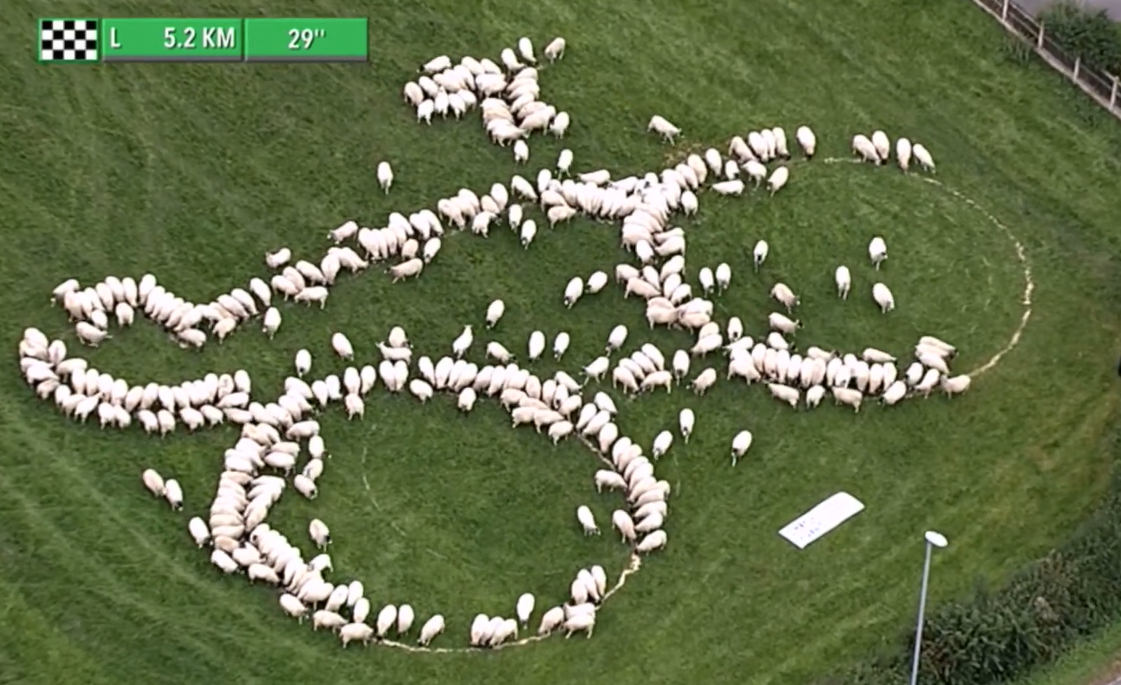 Sheep making the shape of a bike land art