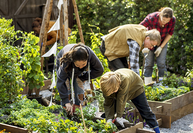 People tending to plants in an allotment