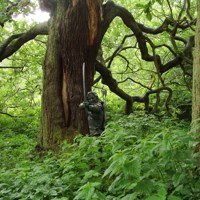 Robin Hood at Sherwood Forest