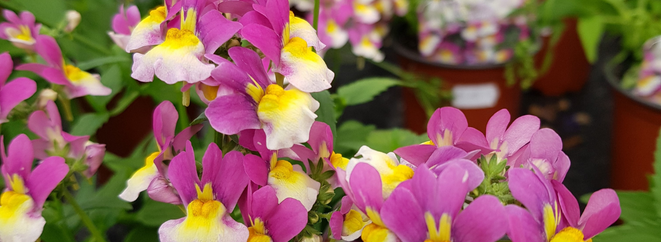 Pink and yellow Nemesia flowers