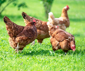 Chickens pecking at grass