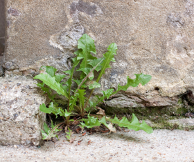 A weed growing from brickwork and causing damage
