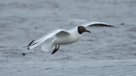 Black headed gull