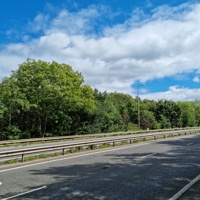 Ash trees on A610 with road in the foreground, the road barrier and trees in the background