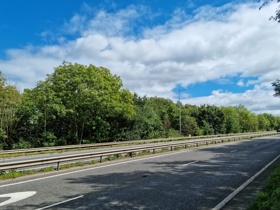 Ash trees on A610 with road in the foreground, the road barrier and trees in the background