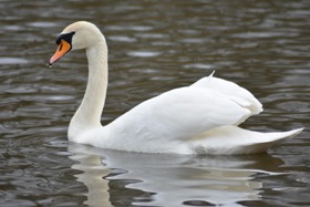 Whooper Swan
