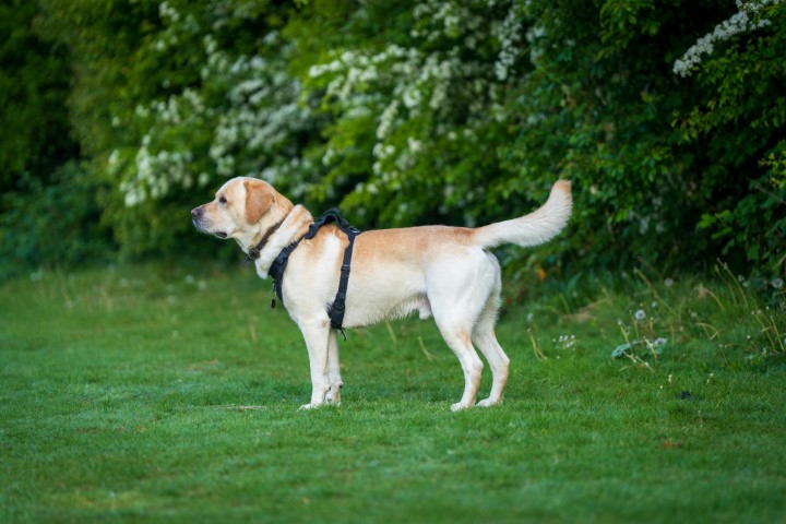 Dog standing on grass.