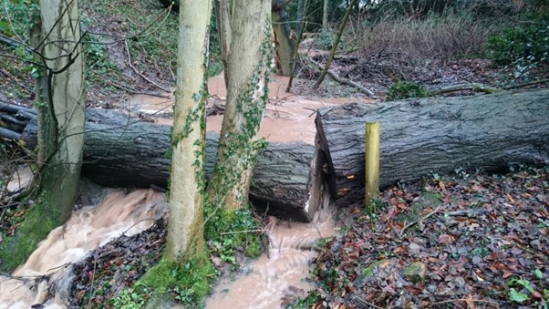 A leaky barrier made from logs to slow the flow of water in a wooded environment.