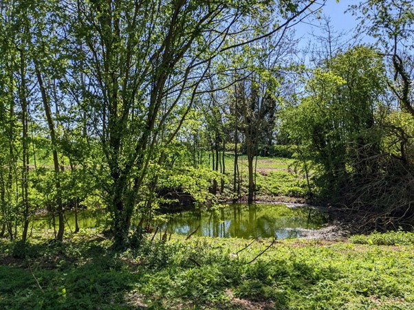 Pond in a wooded area with blue sky