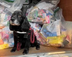 Cocker spaniel detection dog sitting in front of bags of illegal vapes